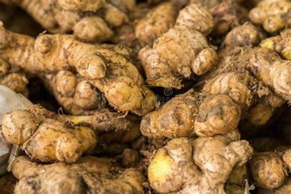 Ginger - Image 2